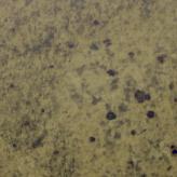 Cashmere Gold Slab Counter Top